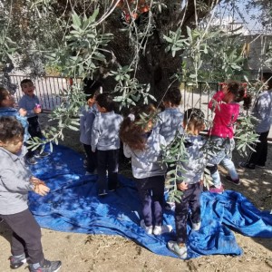 During olive picking season… our students enjoyed themselves while embracing the Palestinian connection to the olive trees