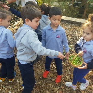 Olive picking activity for Early years.