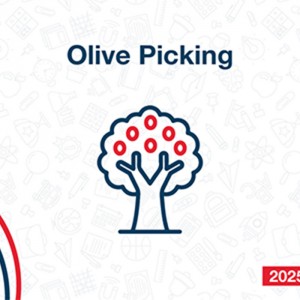 Olive Picking 2025