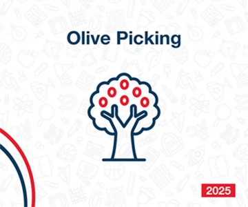Olive Picking 2025